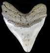 Bargain, Megalodon Tooth - North Carolina #59022-2